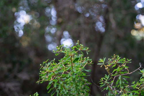 Euphorbia acanthothamnos