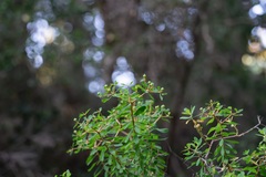 Euphorbia acanthothamnos