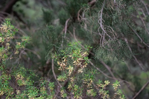 Euphorbia acanthothamnos, photograph 3