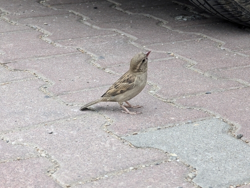 House Sparrow