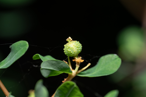 Euphorbia acanthothamnos, photograph 6