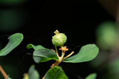 Euphorbia acanthothamnos, photograph (c) Eleftherios Katsillis, some rights reserved (CC BY)