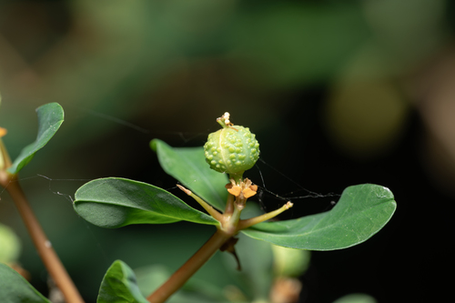 Euphorbia acanthothamnos, photograph 5