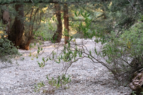 Euphorbia acanthothamnos, photograph 4