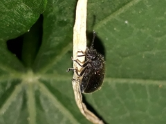 Lagria villosa