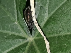 Lagria villosa