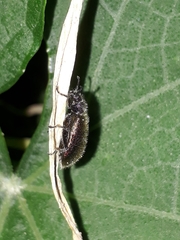 Lagria villosa