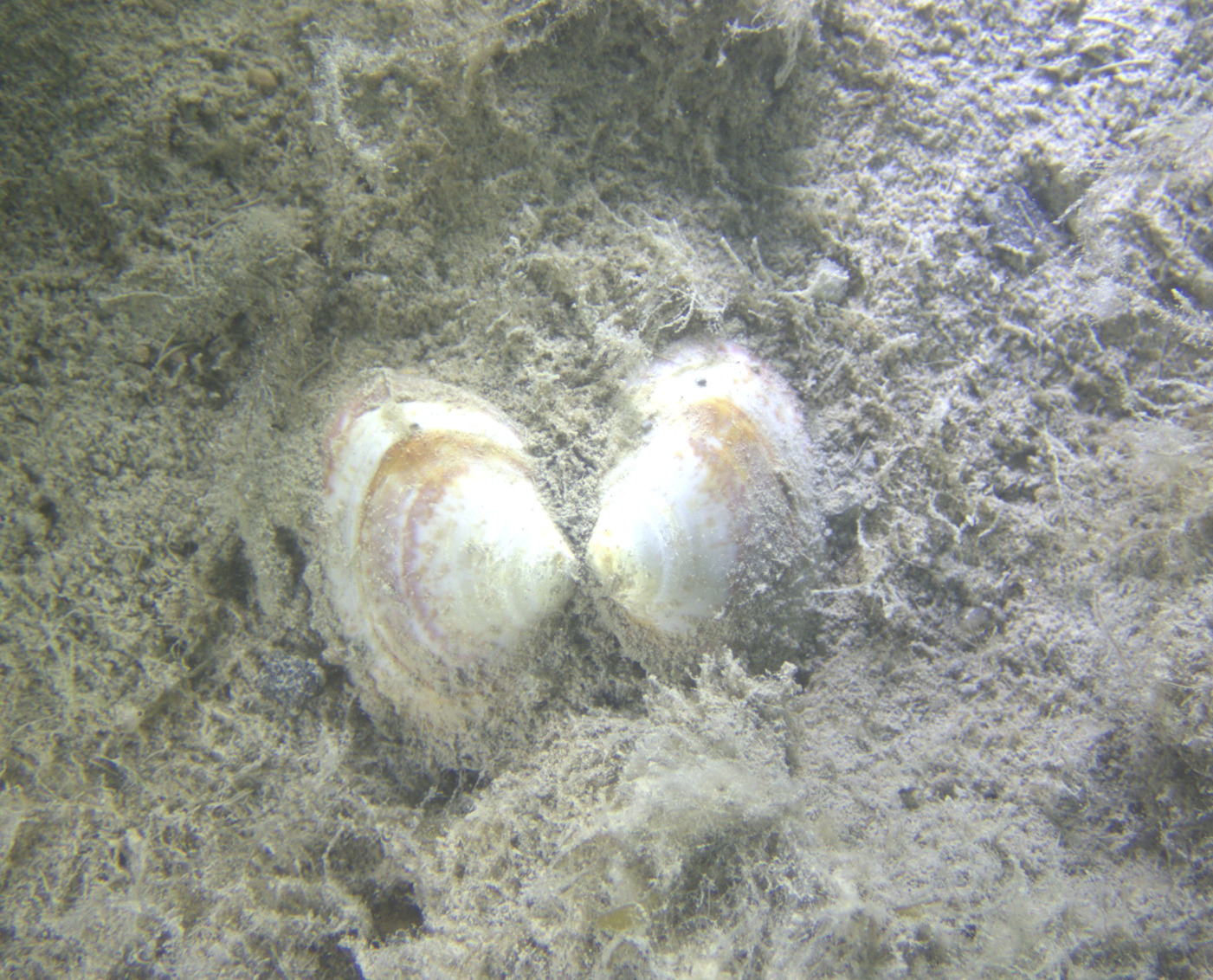 Serripes (Serripes) groenlandicus