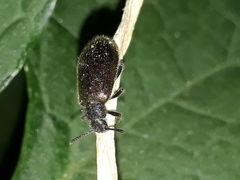 Lagria villosa