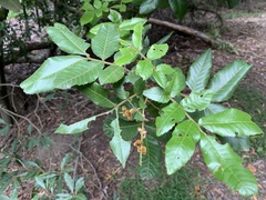 Alectryon tomentosus