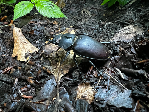 European Stag Beetle