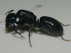 Camponotus laevigatus