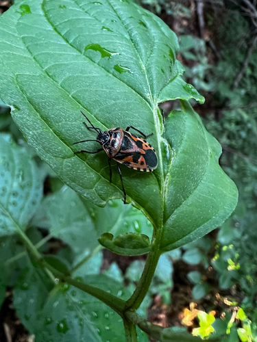 cruciferous bug