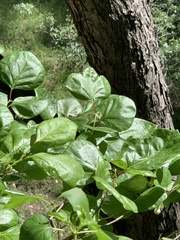 Styrax platanifolius