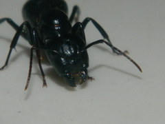 Camponotus laevigatus