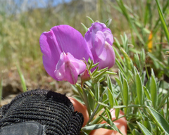 Lathyrus brachycalyx