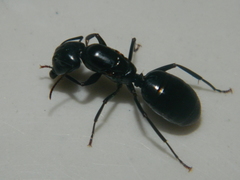 Camponotus laevigatus