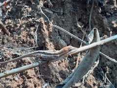 Anolis caceresae