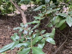 Alectryon tomentosus