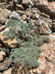 Lomatium nevadense nevadense