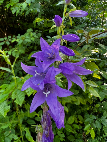 Creeping Bellflower