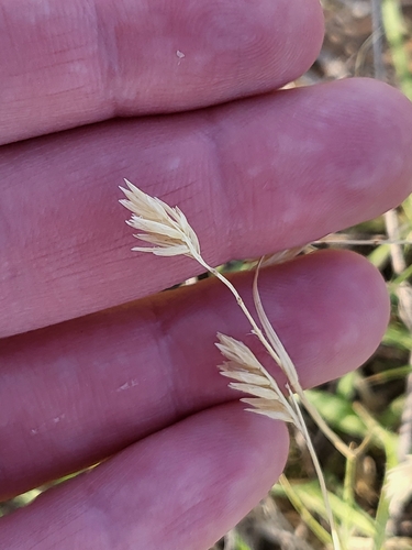 buffalograss