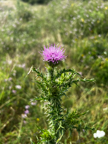 Broad-winged Thistle