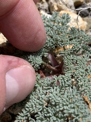 Lomatium nevadense nevadense