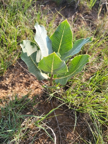 broadleaf milkweed
