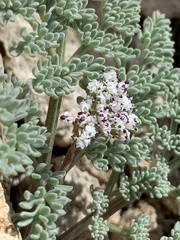 Lomatium nevadense nevadense