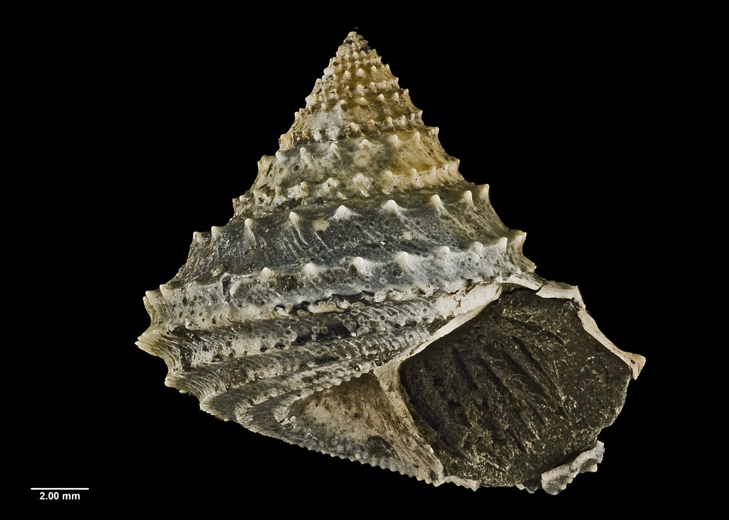 Calliotropis motutaraensis