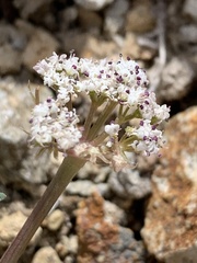 Lomatium nevadense nevadense