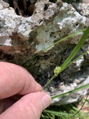 Carex edwardsiana