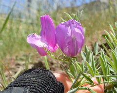 Lathyrus brachycalyx