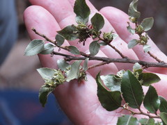 Nothofagus moorei