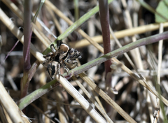 Habronattus clypeatus