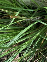 Carex edwardsiana