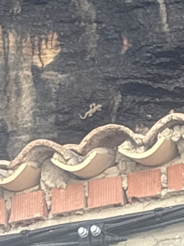 Moorish Gecko