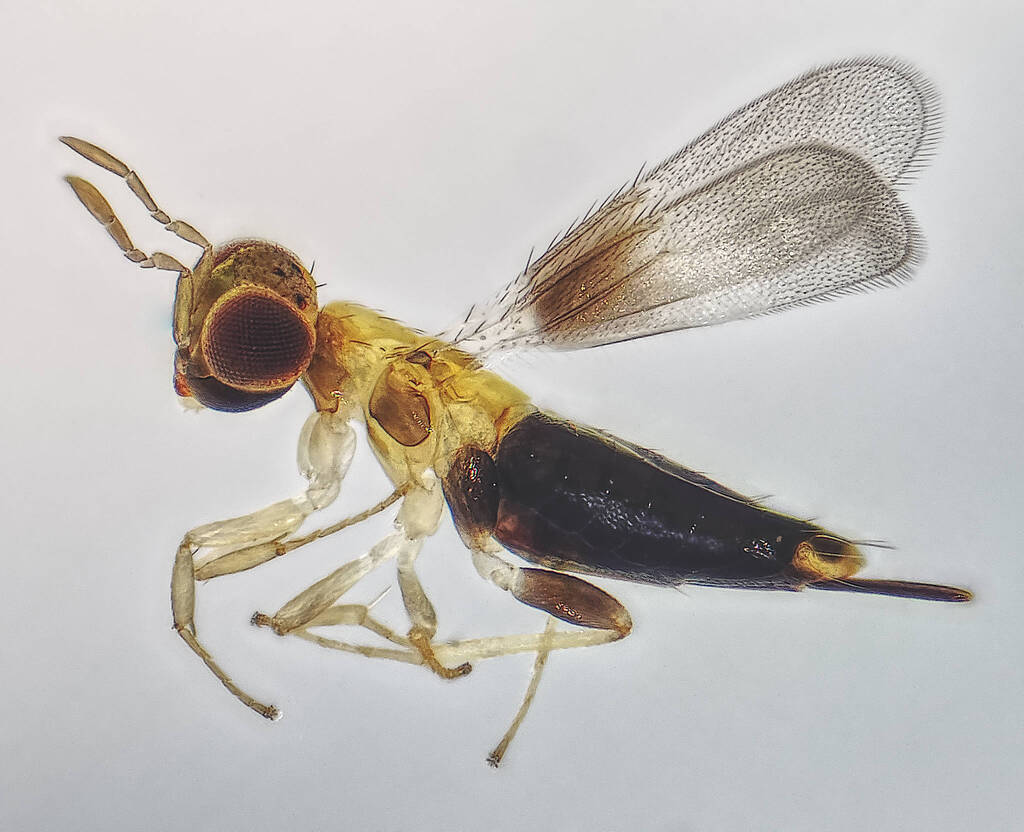 Centrodora amoena