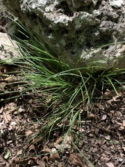 Carex edwardsiana