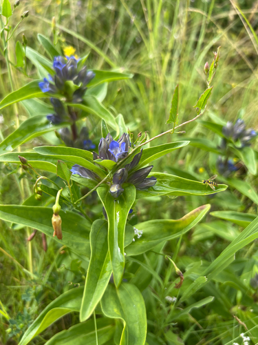 Cross Gentian