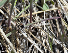 Habronattus clypeatus