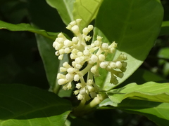 Psychotria horizontalis