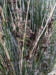 Juncus kraussii