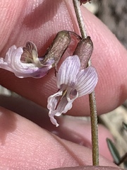 Astragalus serenoi sordescens