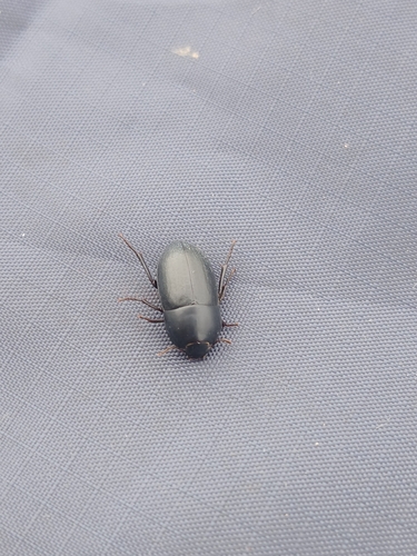 iNaturalist observation photo of Beetles