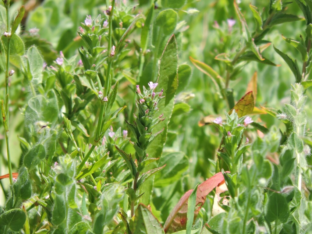 Epilobium densiflorum; photograph (c) Alex, some rights reserved (CC BY)