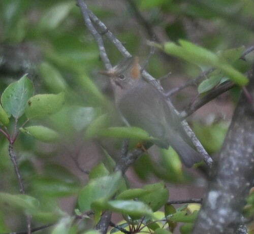 Yuhina occipitalis observed 2026-06-01