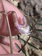 Astragalus serenoi sordescens