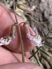 Astragalus serenoi sordescens